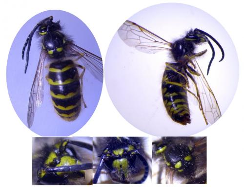 Vespula vulgaris